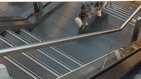 Doggo Walks Itself Down Steps