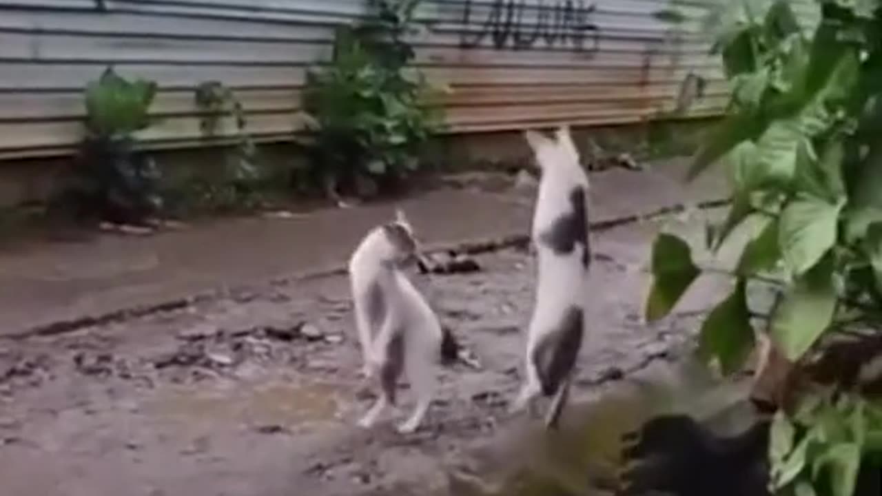 Funny cats playing😁😁