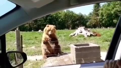 Yogi Bear in real life