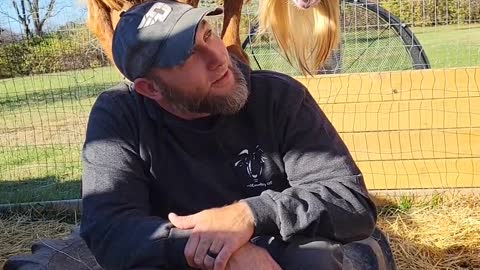 Goat Grabs Guy's Hat