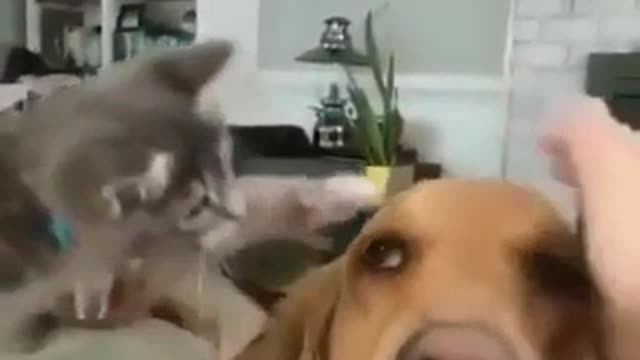 the cat touches the dog's head- cat dog love