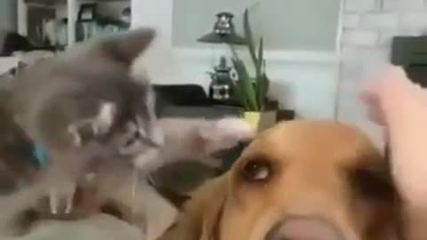 the cat touches the dog's head- cat dog love