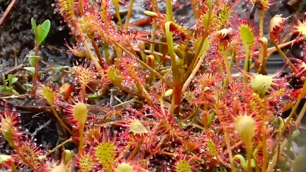 Round-leaved sundew