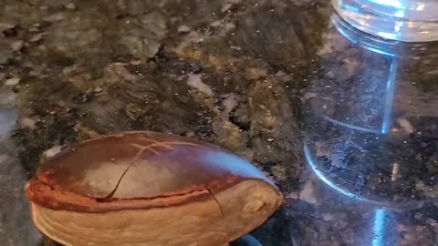 Sprouting a Mamey Sapote Seed
