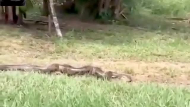 Anaconda