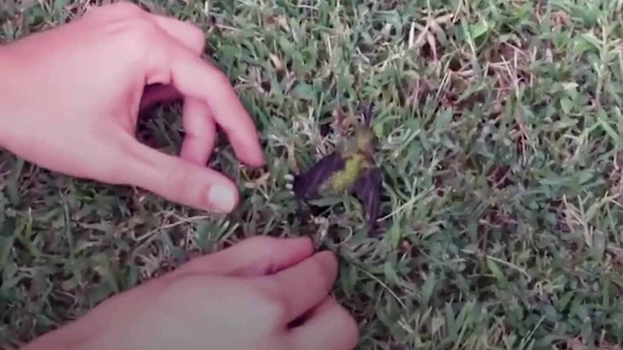 Hummingbird Stuck In Gum Rescued by Kind Family | The Dodo