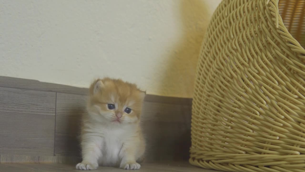 Kitten play with mama cat adorable kitten