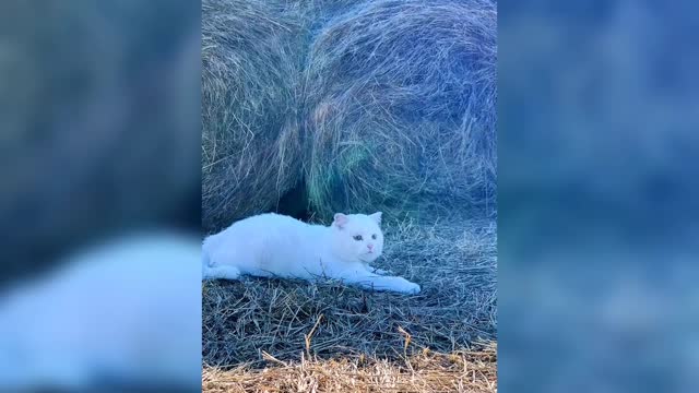 A little lazy cat