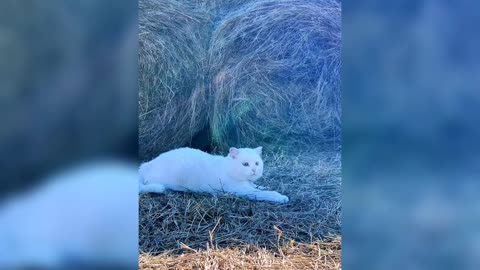 A little lazy cat