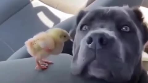 Funny Animals