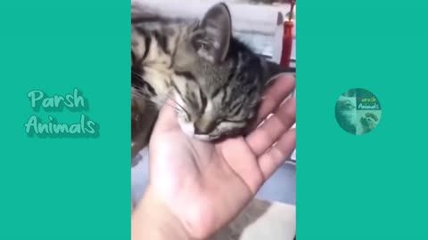 Figther Cats