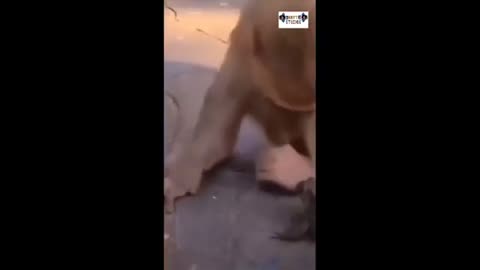 FUNNY VIDEOS COMPILATION