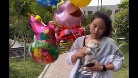 cute puppy videos