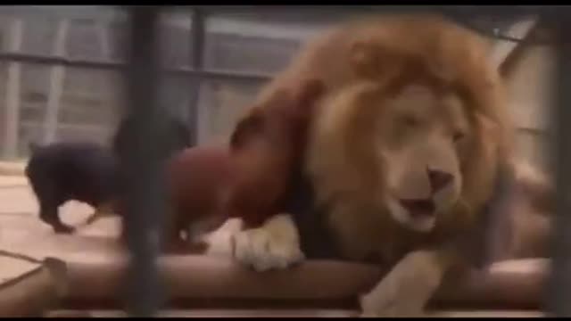 Recuerdo del día de juego con los leones