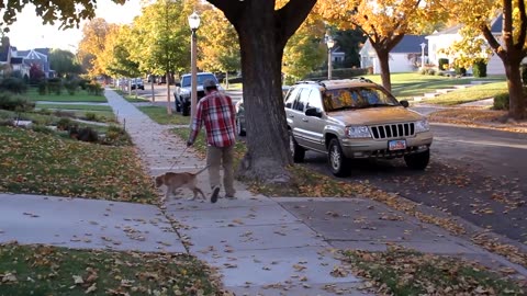 How to Walk a Puppy Under 3 Months Old