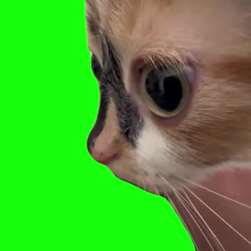 Kitten Stare With Trumpet Music Meme | Green Screen
