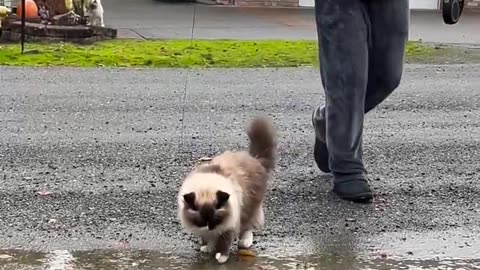 Man showing his cat that it's safe to jump over puddles 😭