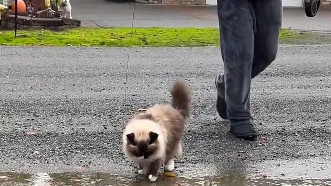 Man showing his cat that it's safe to jump over puddles 😭