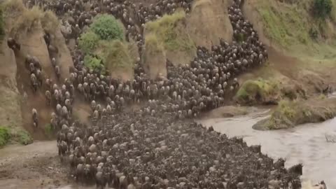 Wildebeest Migration In Masai Mara