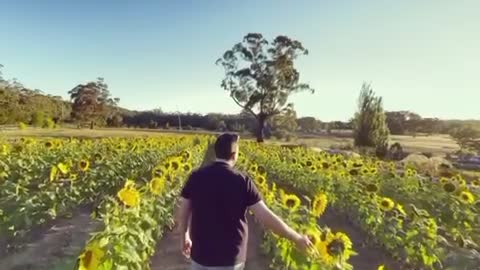 Fun in a sunflower life