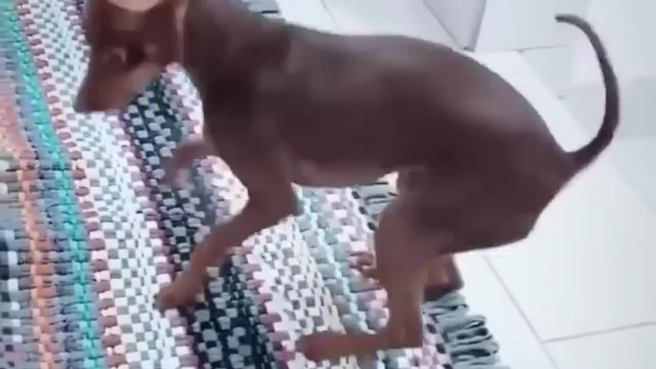 Dancing dog