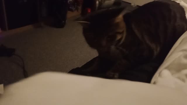 TESLA TUESDAY 😻😻😻😻