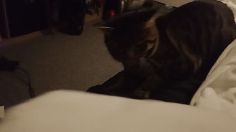 TESLA TUESDAY 😻😻😻😻