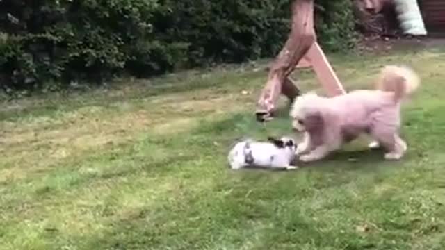 Dog and Rabbit Playfully Chase Each Other in Garden