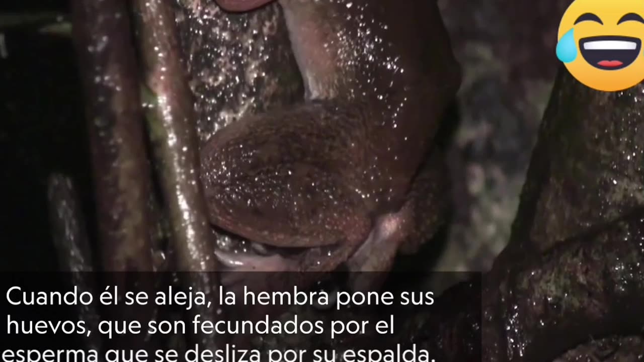 Nueva posición de apareamiento se suma al “Kamasutra” de las ranas