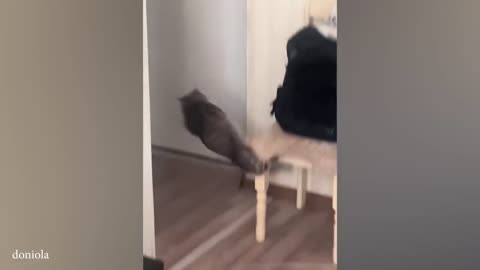 Danger cats