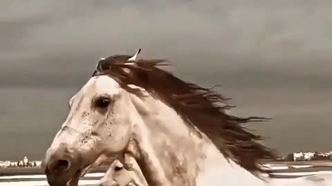 Horse running