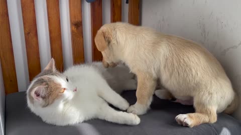 Funny Kitten Shocked by the New Puppy!