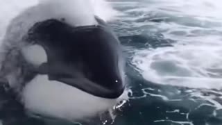 News Break: killer whales