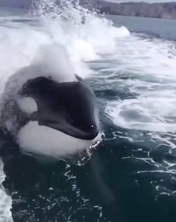 News Break: killer whales