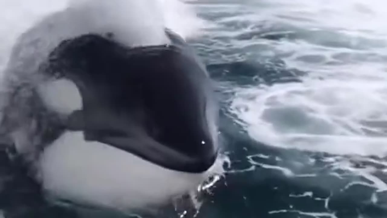 News Break: killer whales