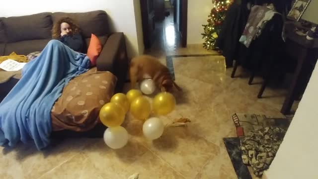 Dog totally obsessed with popping balloons