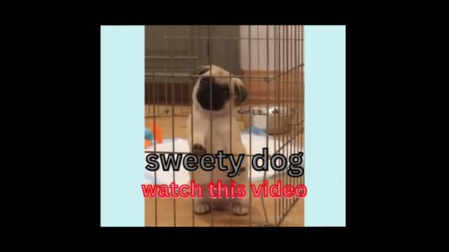 baby dogs video