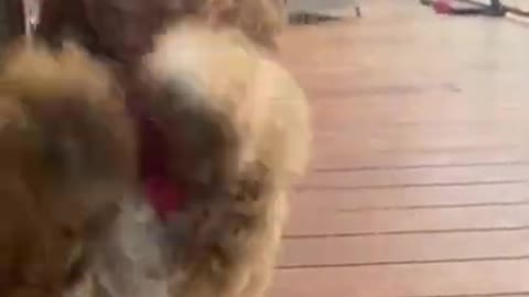 Jiro name of cute dog Dog