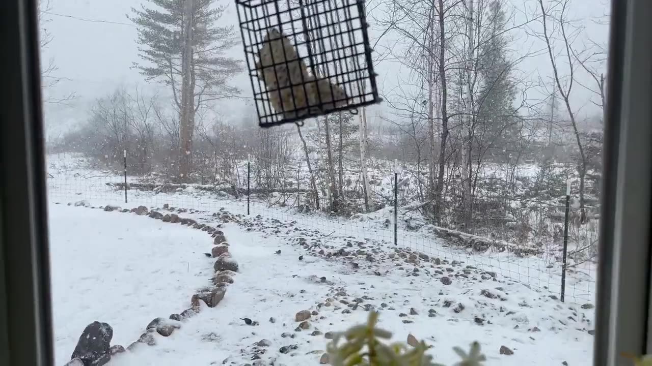 Black Eyed Junco Flock at my Suet Feeder