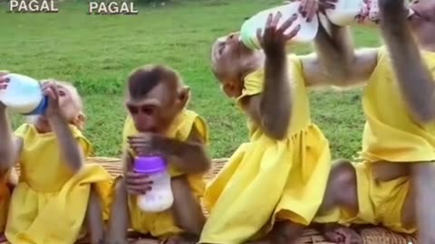 Monkey 🐒🐒🐒🐒 babe's