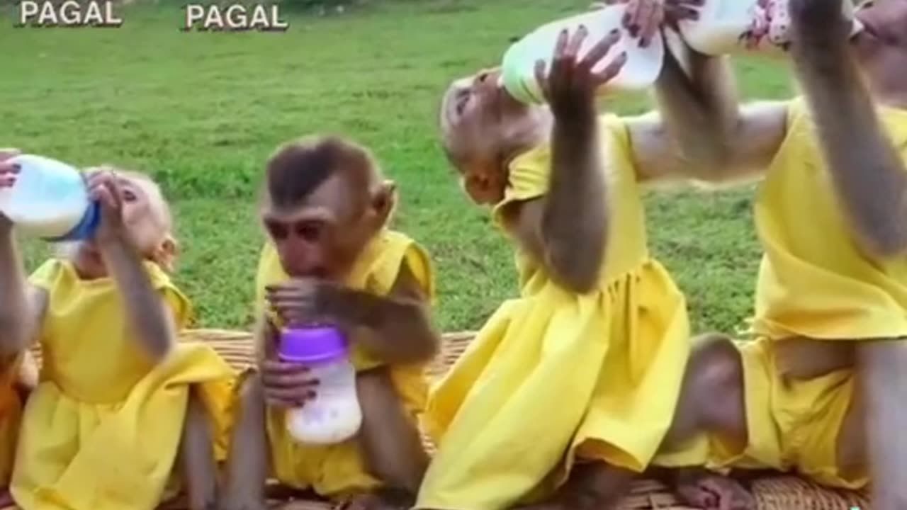 Monkey 🐒🐒🐒🐒 babe's