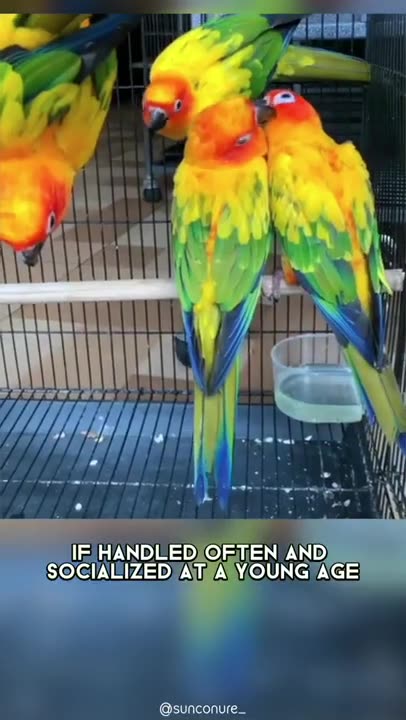 Sun Conure 🦜 One Of The Most Beautiful Parrots In The World #shorts #sunconure #parrot