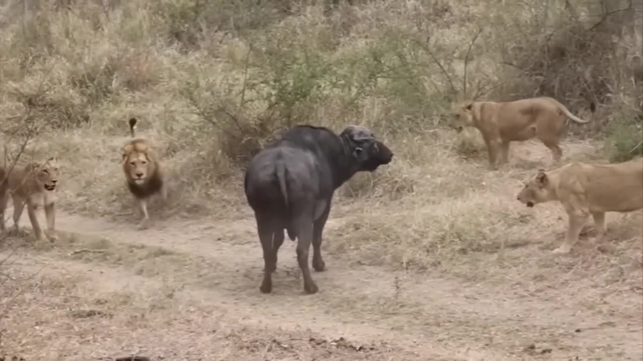 Lion vs Buffalo fight to Death | Wild Animals