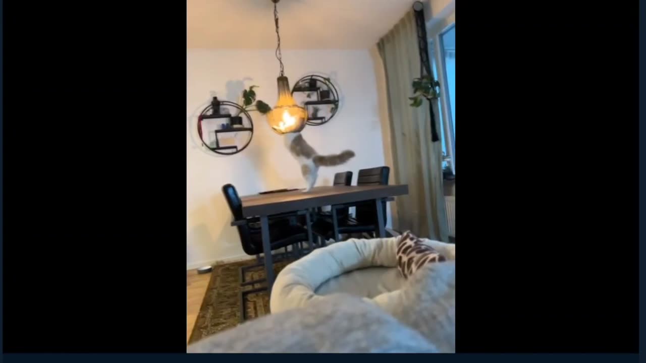 Hilarious moment as kitty spins into ceiling lamp