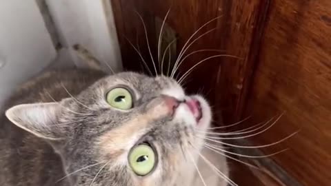 Funny cute cat