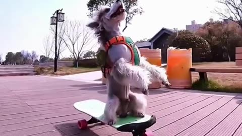 Very smart dog 🐕,funny animal videos 2023 !animal lovers ! funny videos