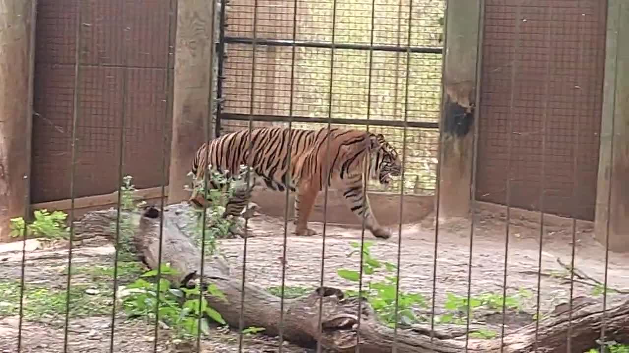 Cameron Park Zoo Waco TX Tiger