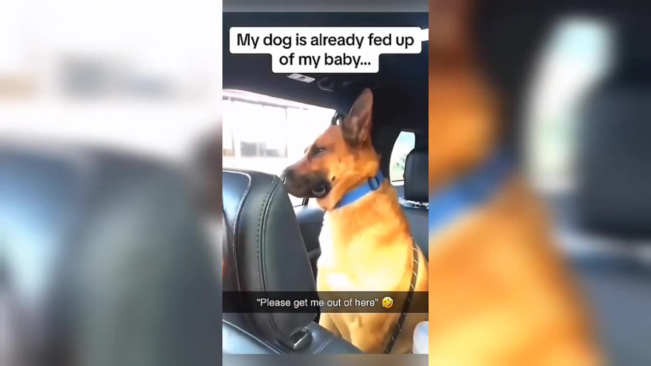 Funny Dog Compilation #4