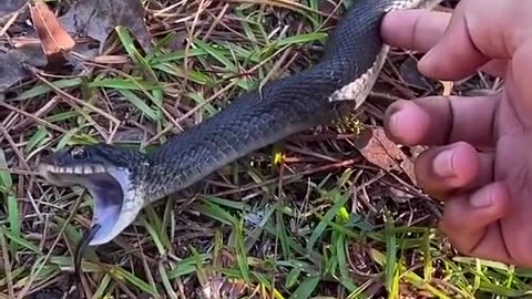 Funny snake