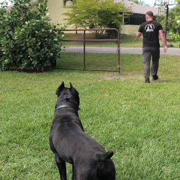 125-Lb Cane Corso PROTECTS Suitcase Full of Money